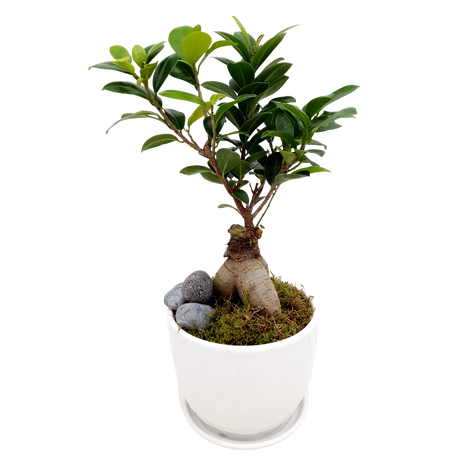 Ficus Micropora Bonsai (Unpotted)