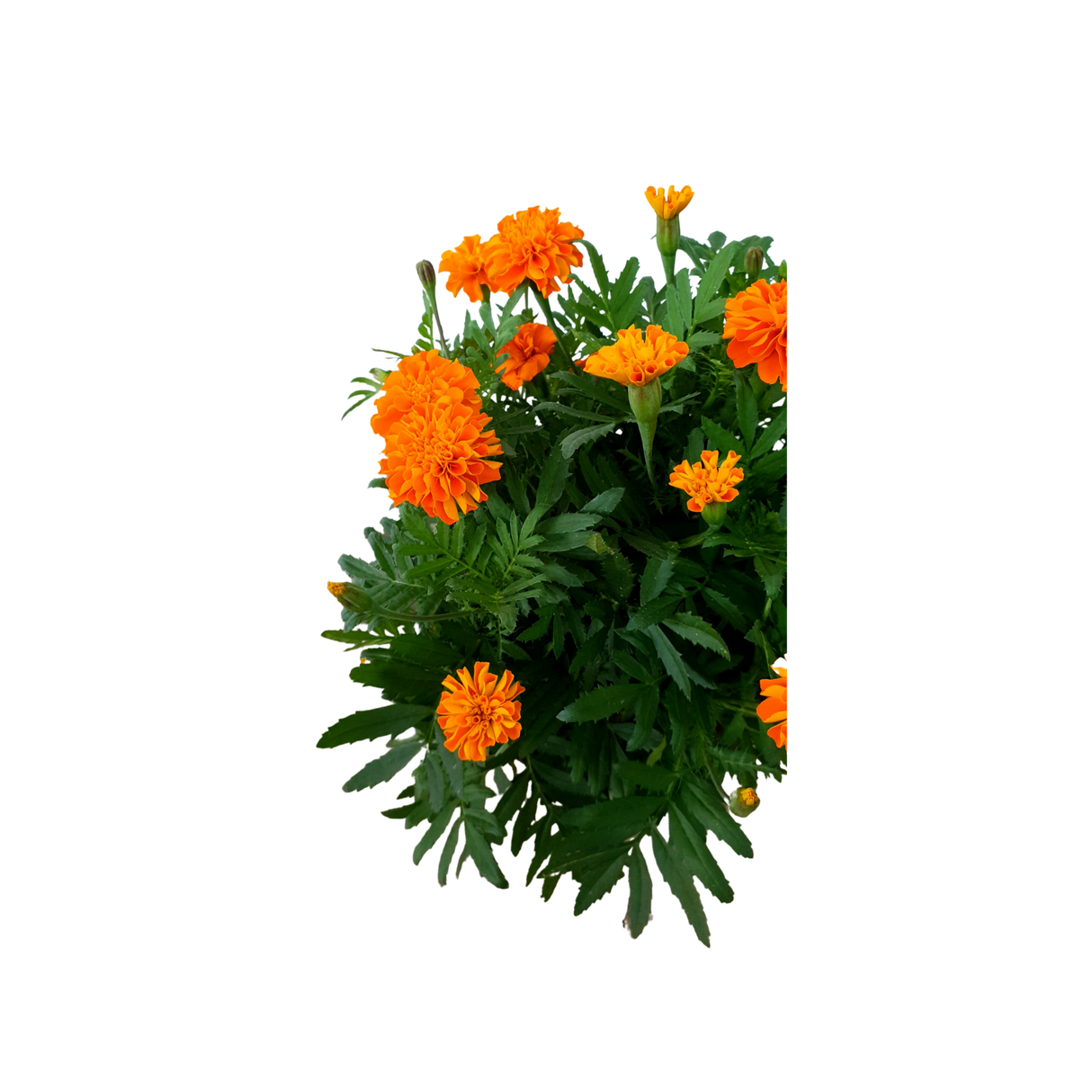 Marigold No.5 (Orange)