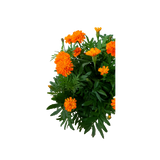 Marigold No.5 (Orange)