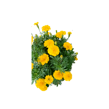 Marigold No.5 (Yellow)