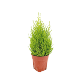 Christmas Cupressus