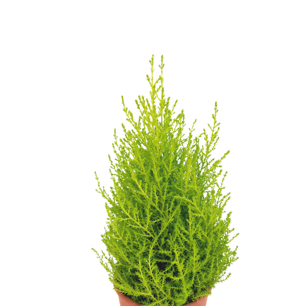 Christmas Cupressus