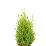 Christmas Cupressus