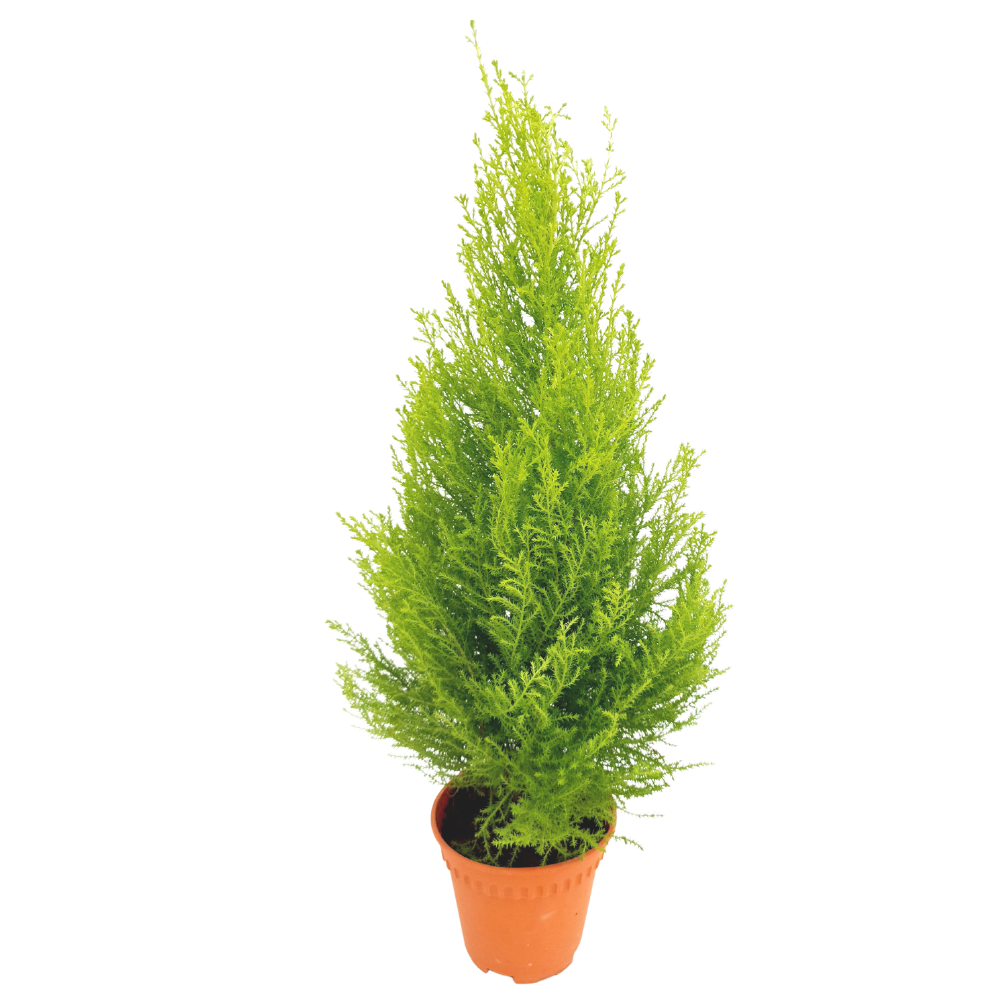 Christmas Cupressus