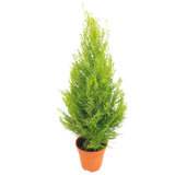 Christmas Cupressus