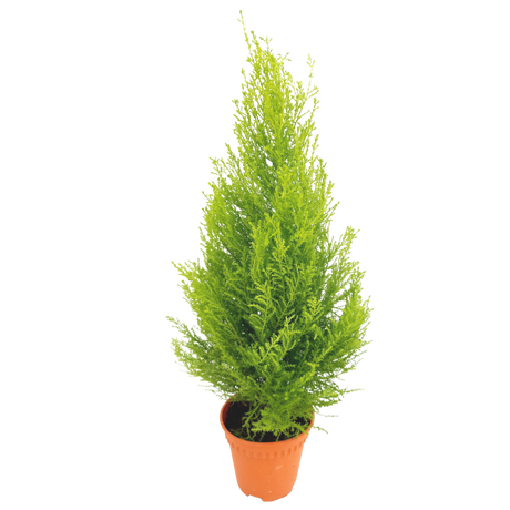 Hesperocyparis Macrocarpa 'Goldcrest' (Lemon Cypress)