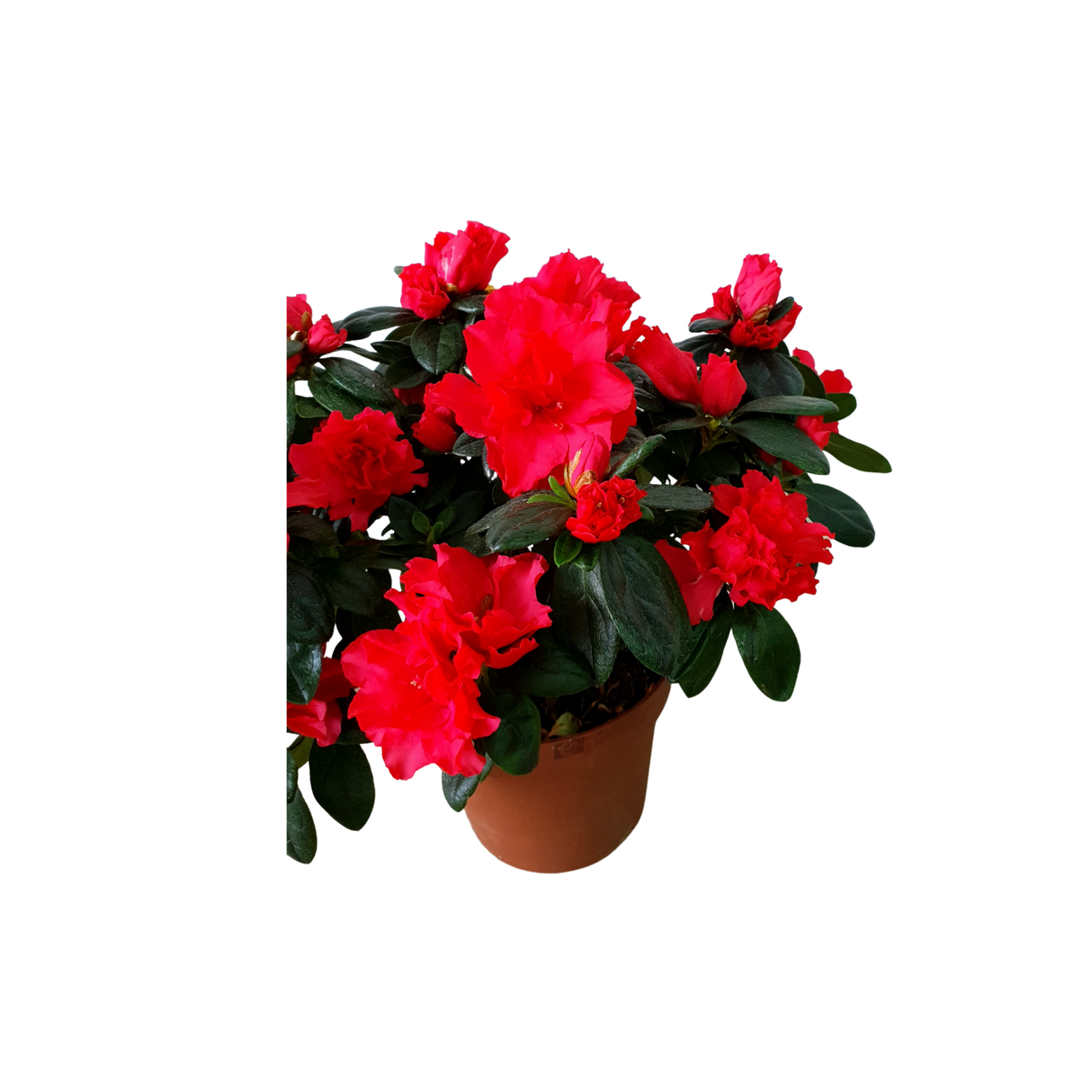 Azalea Indica Pot 12cm (Red)