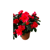 Azalea Indica Pot 12cm (Red)
