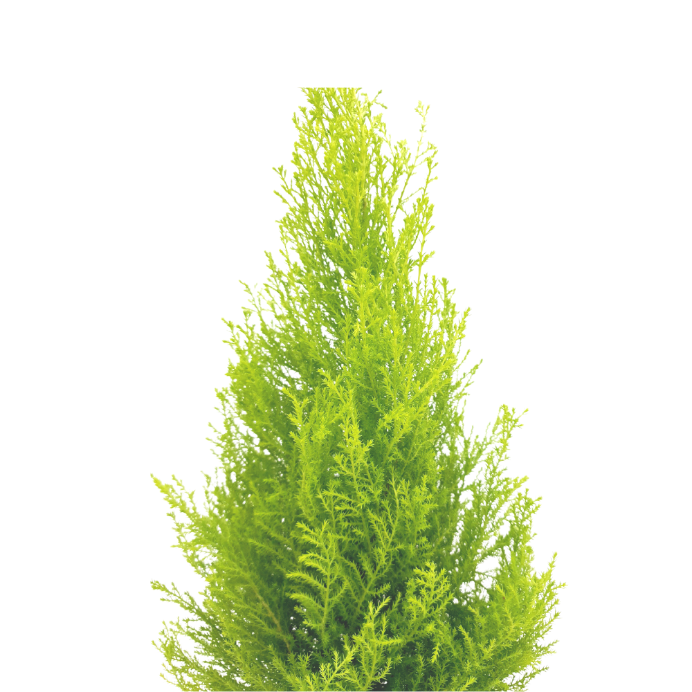 Christmas Cupressus