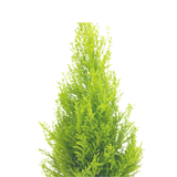 Christmas Cupressus