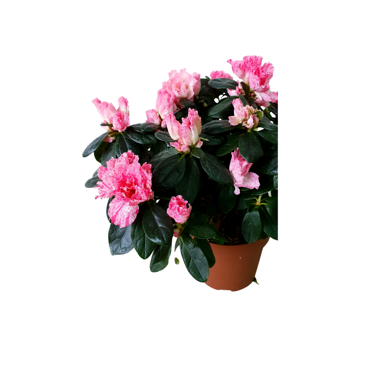 Azalea Indica Pot 12cm (Pink)