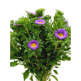 Aster (Imported)
