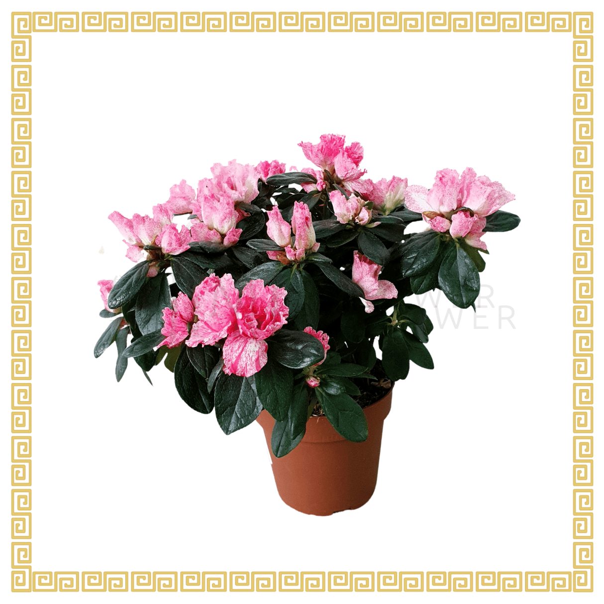 Azalea Indica Pot 12cm (Pink) 杜鹃花