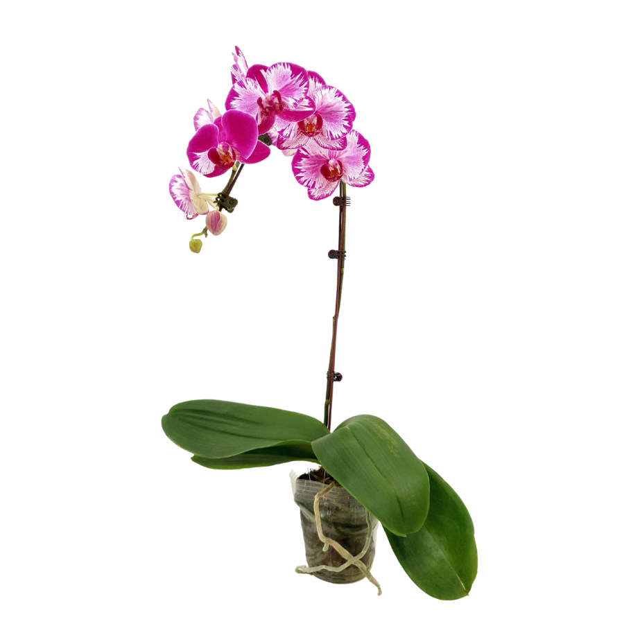 Phalaenopsis Orchid (Un-potted)