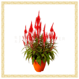 Celosia 凤尾 Single Color (Red)