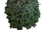 Noble Fir Christmas Tree 3-4FT (Table Top) (USA)