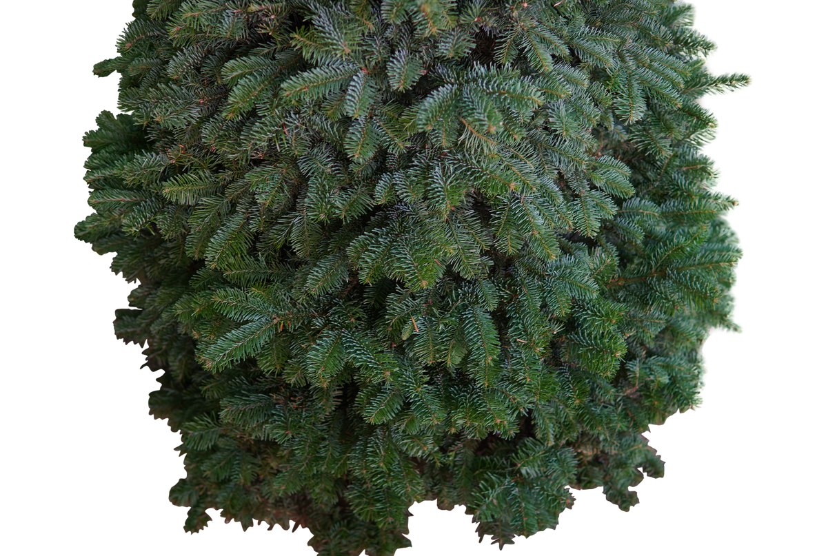 Noble Fir Christmas Tree 3-4FT (Table Top) (USA)