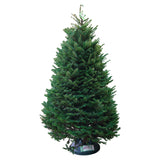 Noble Fir Christmas Tree 9-10FT (USA)