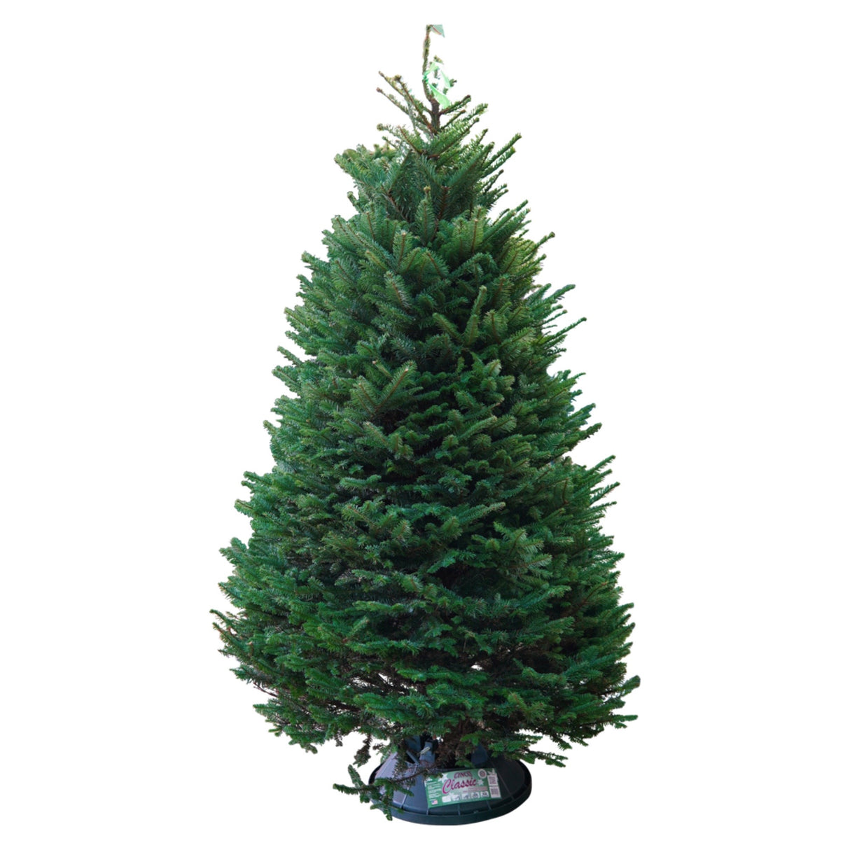 Noble Fir Christmas Tree 8-9FT (USA)