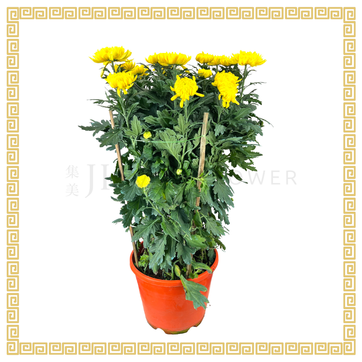 Chrysanthemum (Medium)