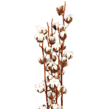 Cotton Flower (Holland/Israel)
