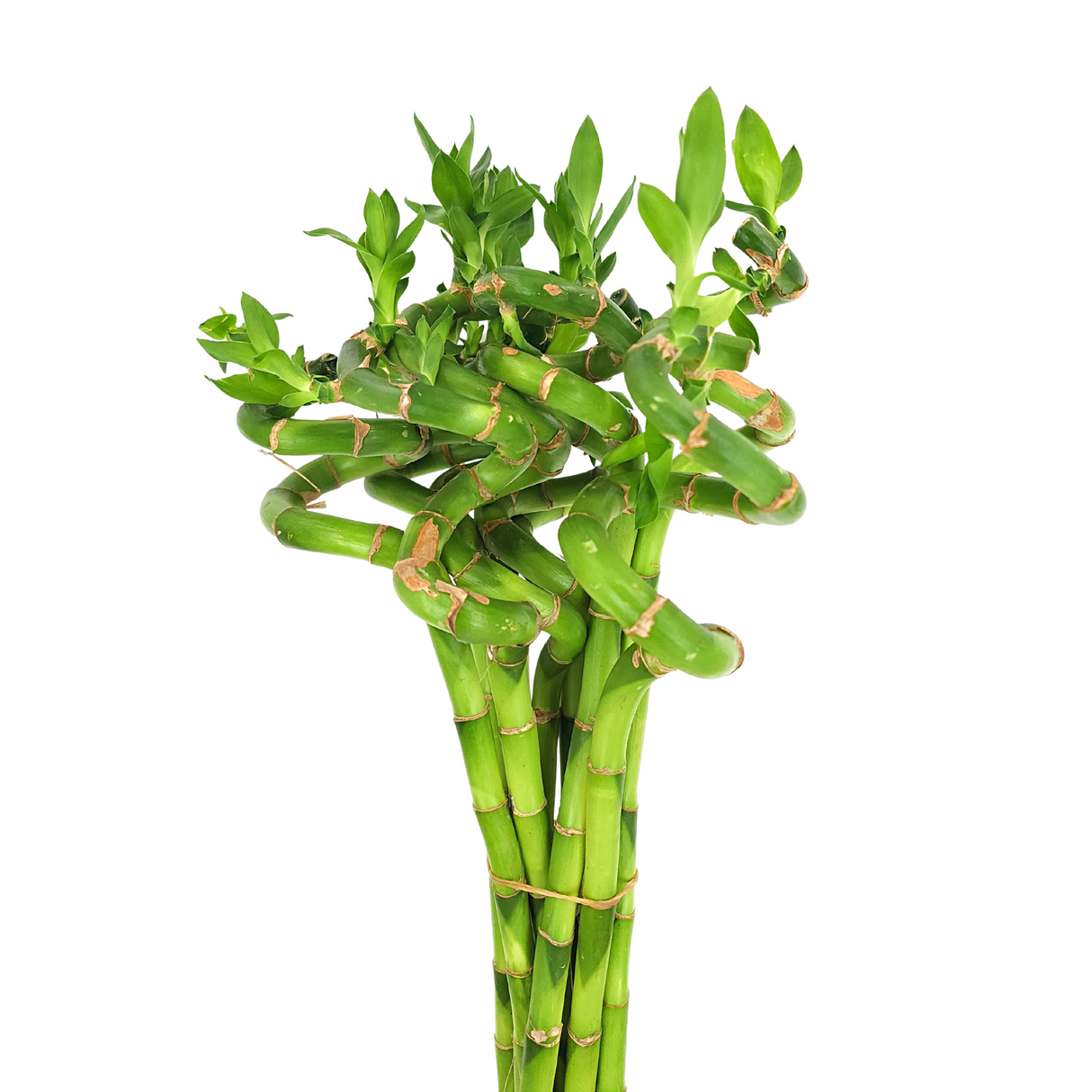 Curly Lucky Bamboo (富貴竹)