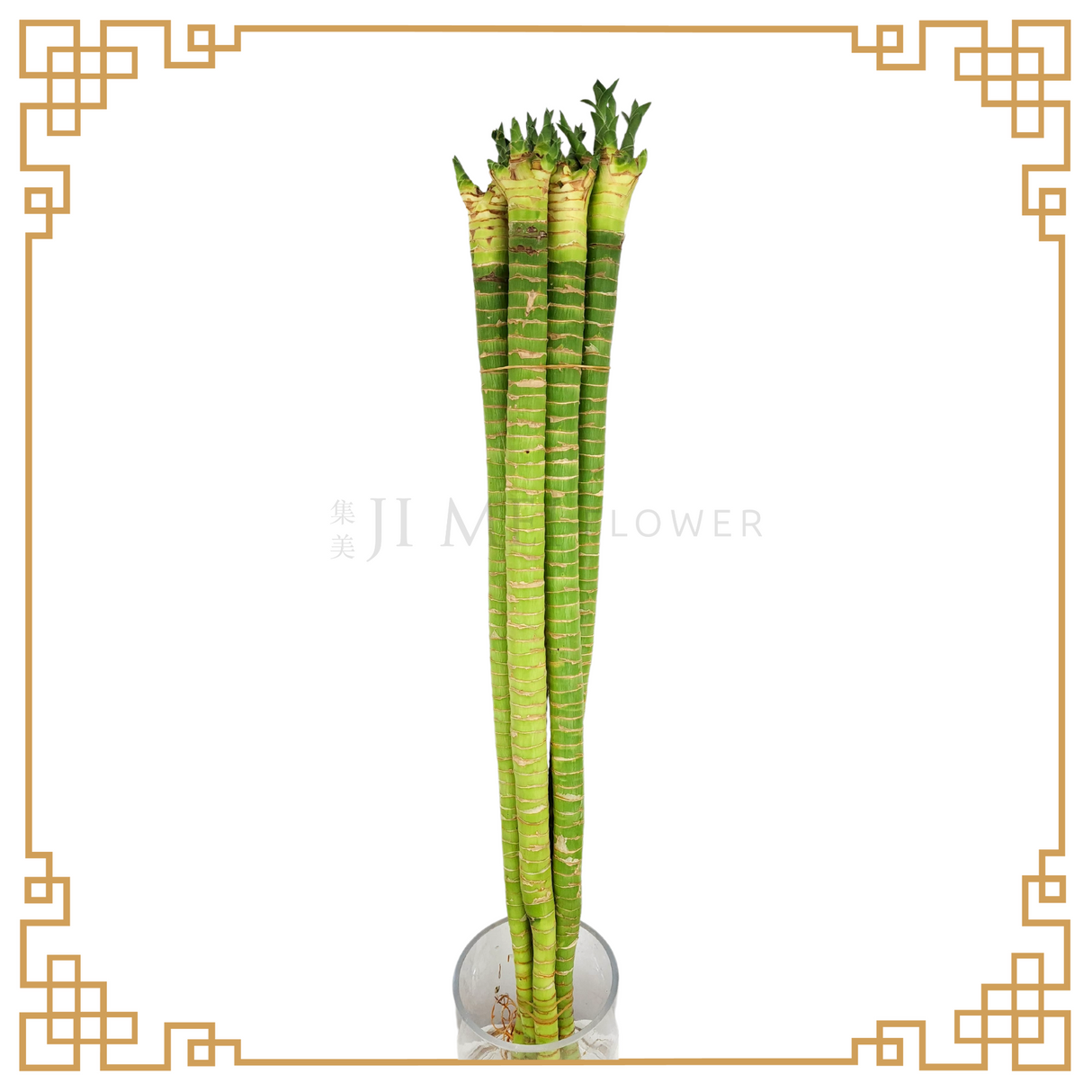 Dragonhead Lotus Bamboo - 60cm 富貴竹