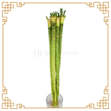 Dragonhead Lotus Bamboo - 60cm 富貴竹