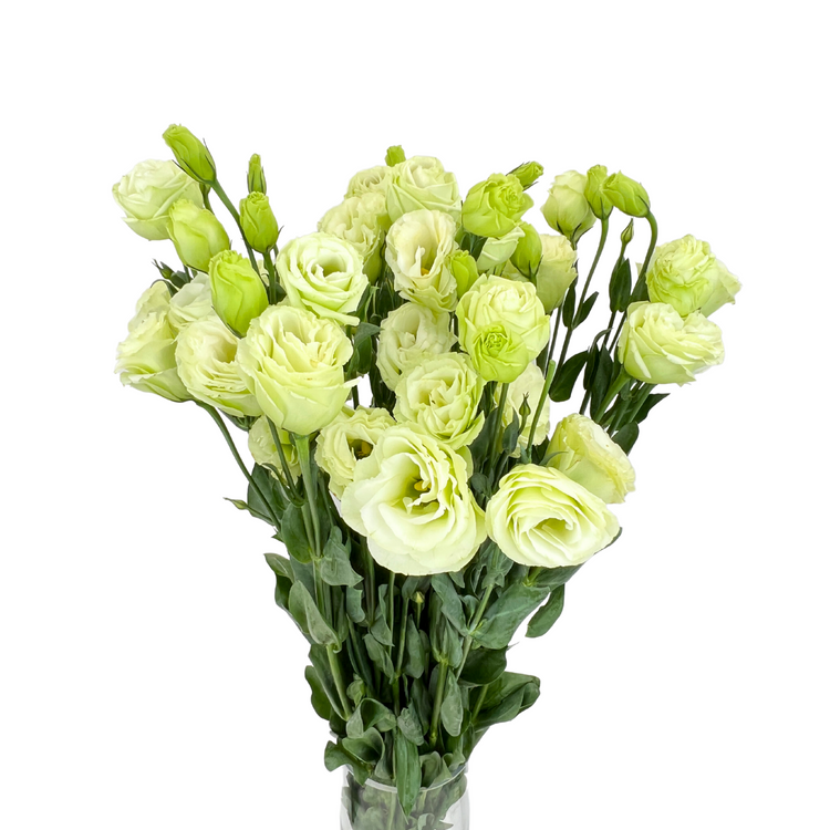 Wholesale Eustoma Flowers for Florists | Bulk Eustoma Delivery