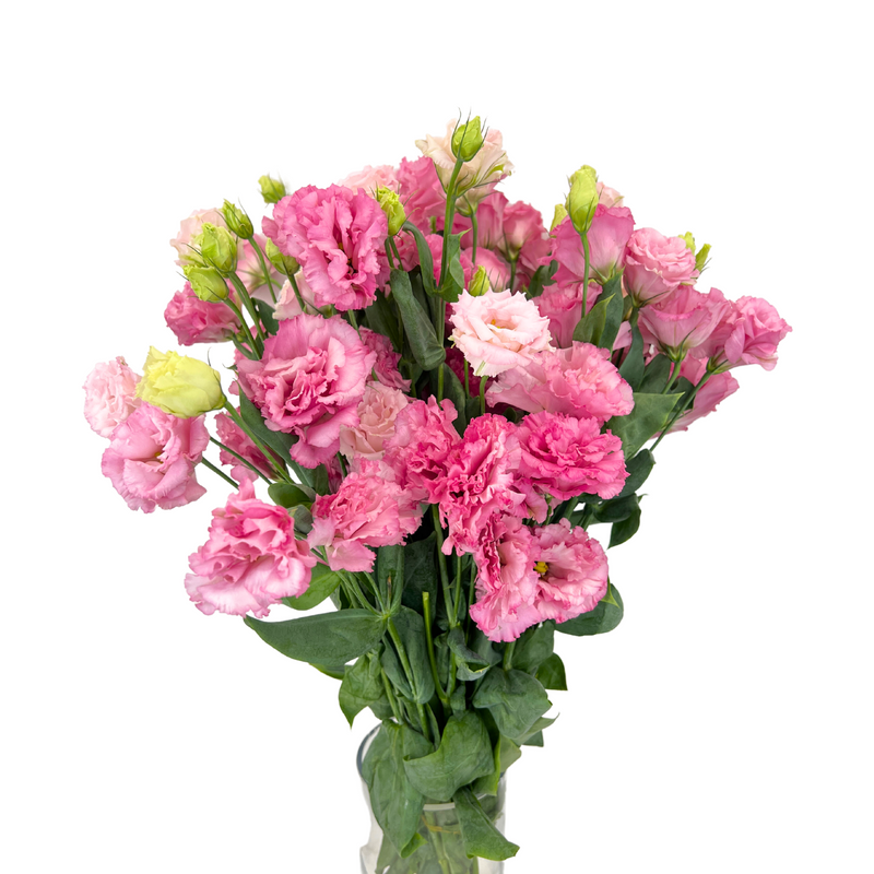 Eustoma Double | Fresh Flowers | Ji Mei Flower