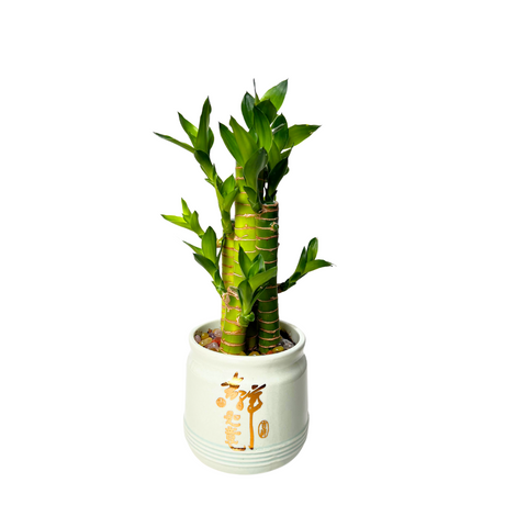 Prosperity Plant - Assorted Design