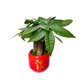 CNY Prosperity Plant - Assorted Design