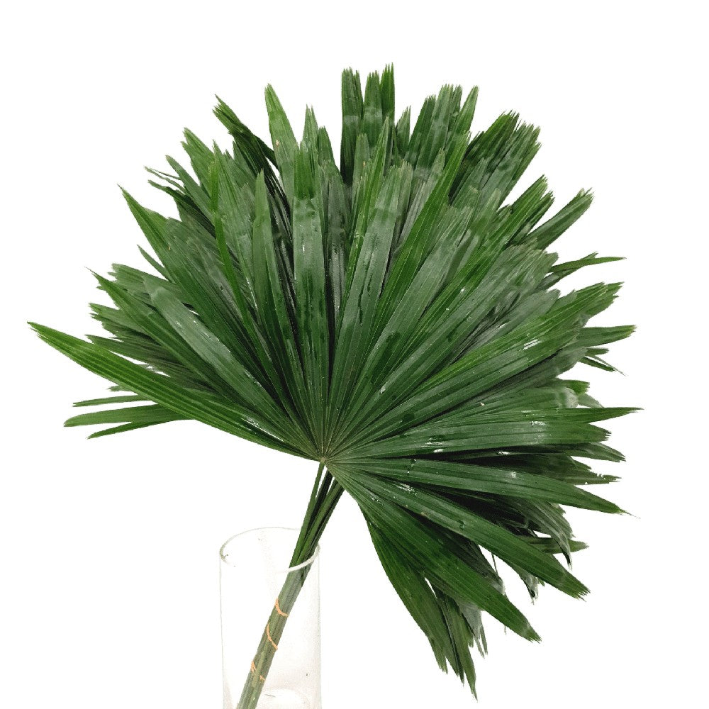 Finger Palm / Raphis Palm (Malaysia)