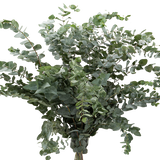 Eucalyptus Cinera (China)