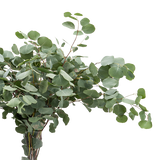 Eucalyptus Populus (China/Italy)
