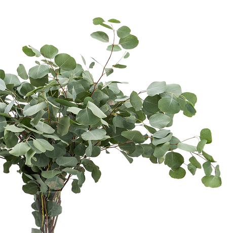 Eucalyptus Populus (China/Italy)