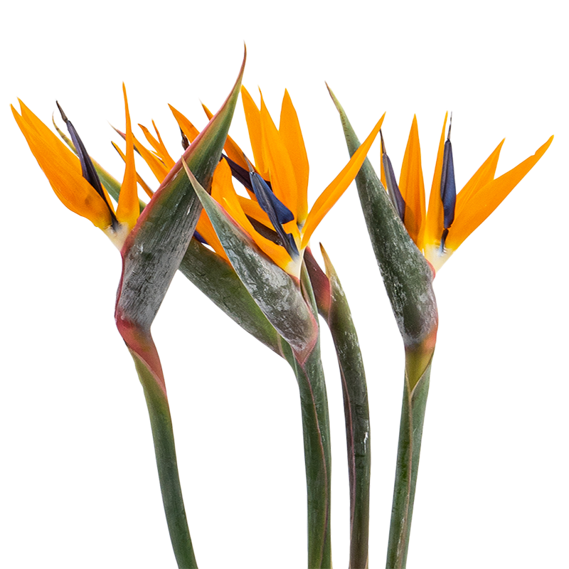 Bird of Paradise Malaysia