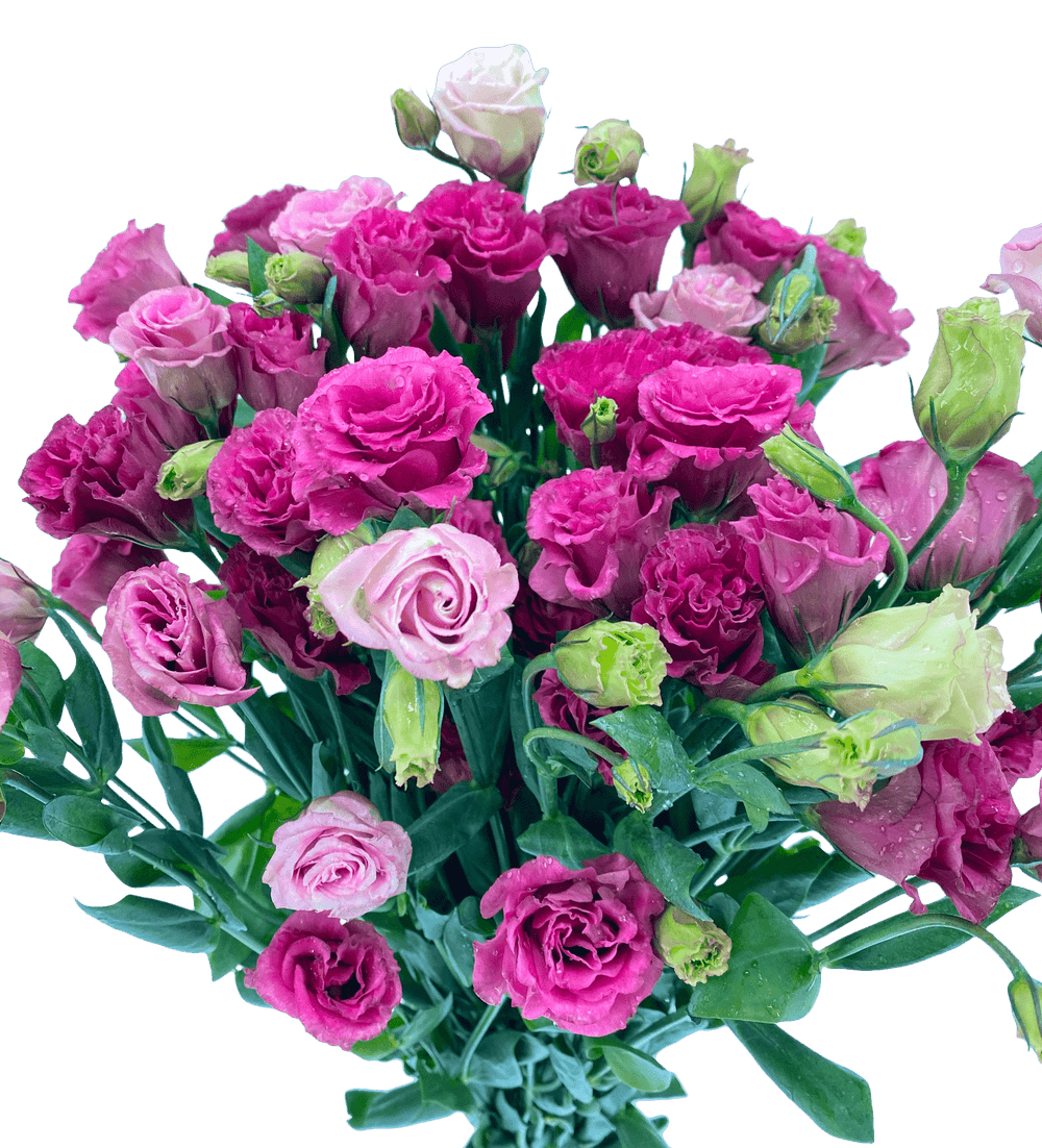 Wholesale Eustoma Flowers for Florists | Bulk Eustoma Delivery