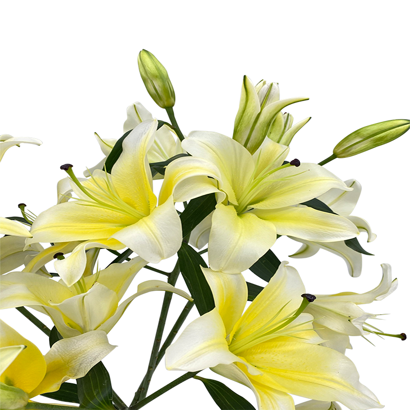 Li Ang Flowers Lily - Huang Tian Ba 4 heads | Fresh Flowers | Ji Mei Flower
