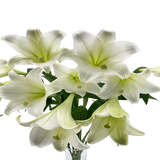 Lily Longiflorum (Malaysia)