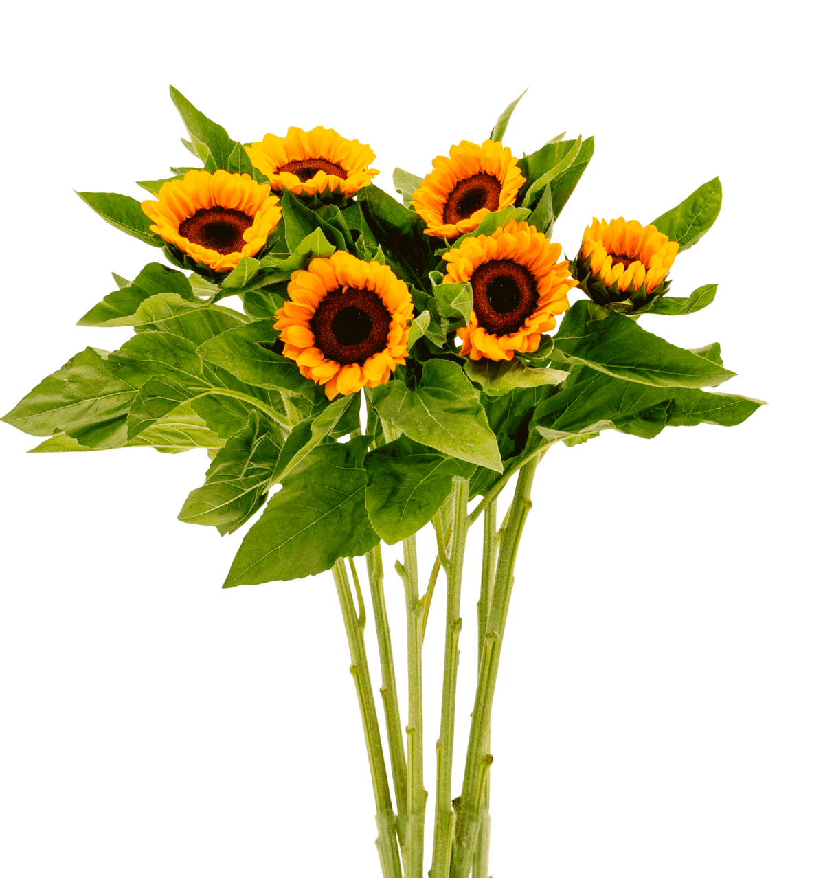 Sunflower (Malaysia)
