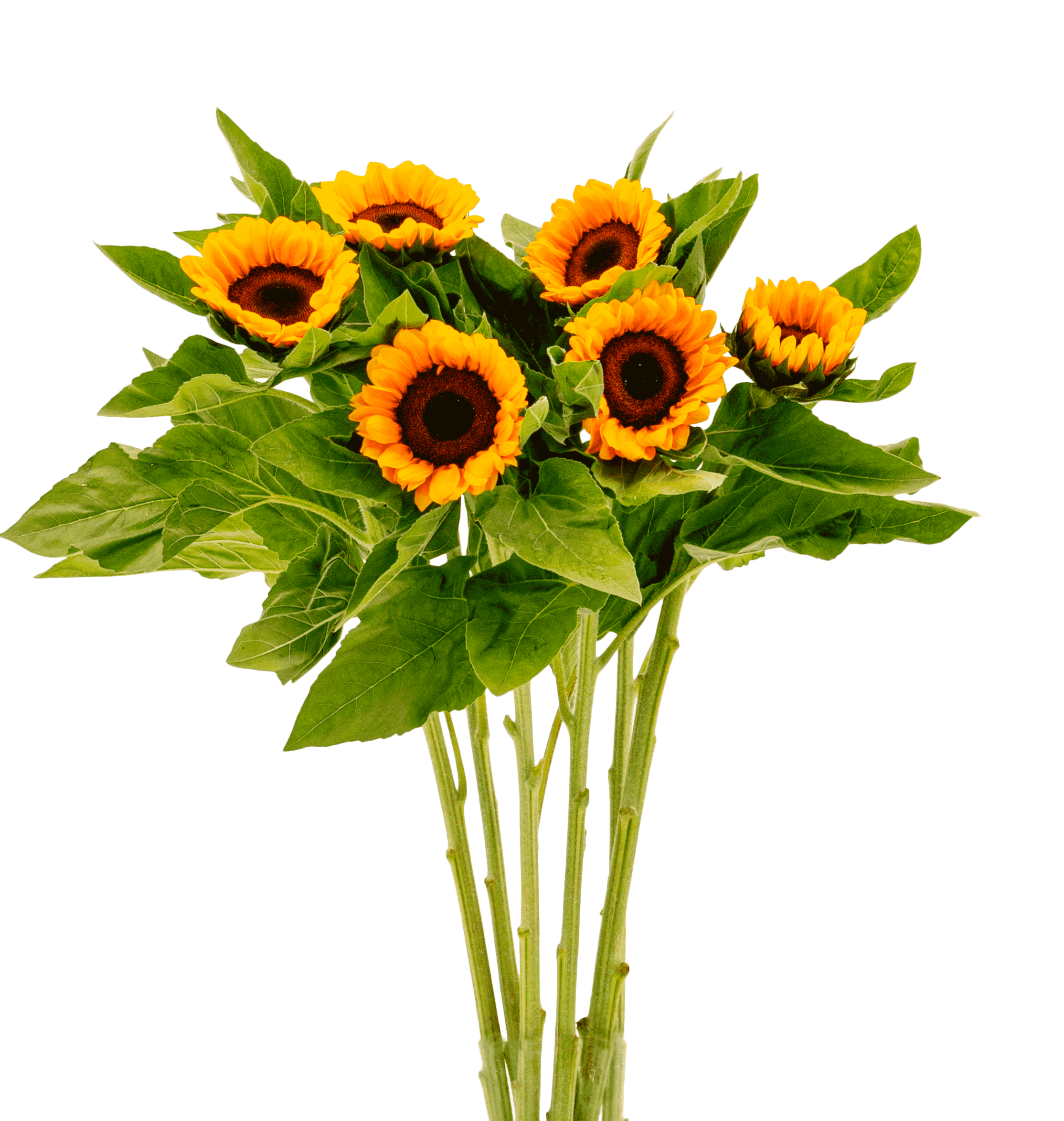 Fresh_20Flowers_20-