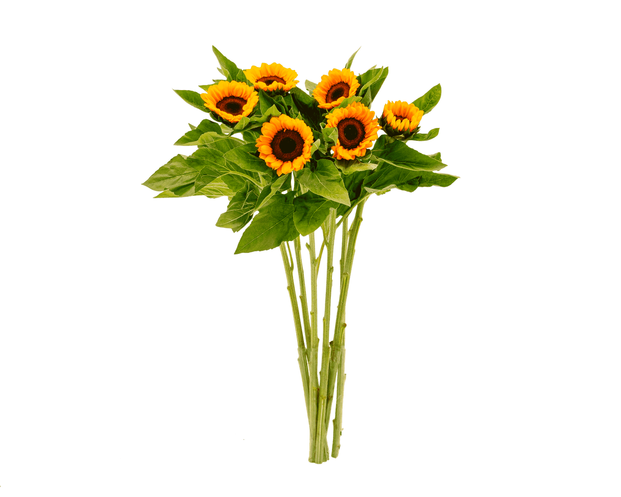 Sunflower (Vietnam)