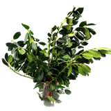 Holly Leaf with Berry (Holland)