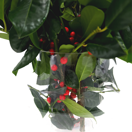Holly Leaf with Berry (Holland)