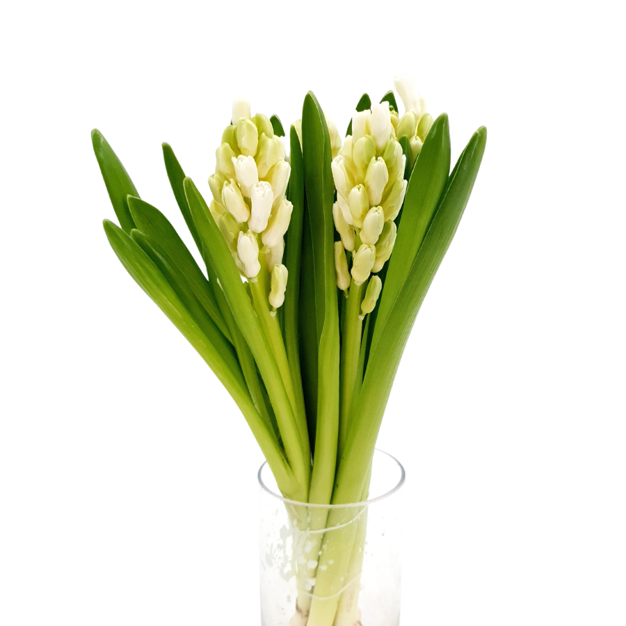 Hyacinthus (Holland)