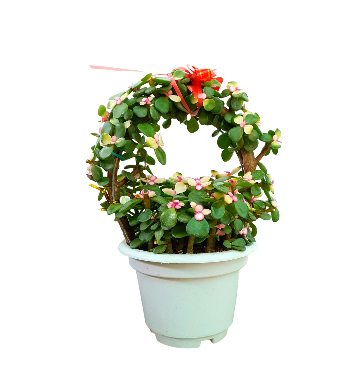 Jade Plant