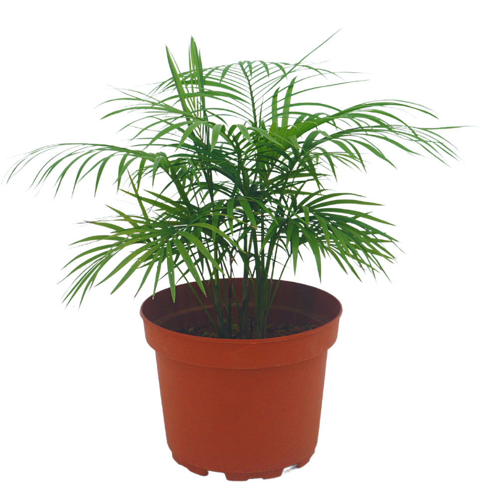 Java Palm Flower | JM Flower