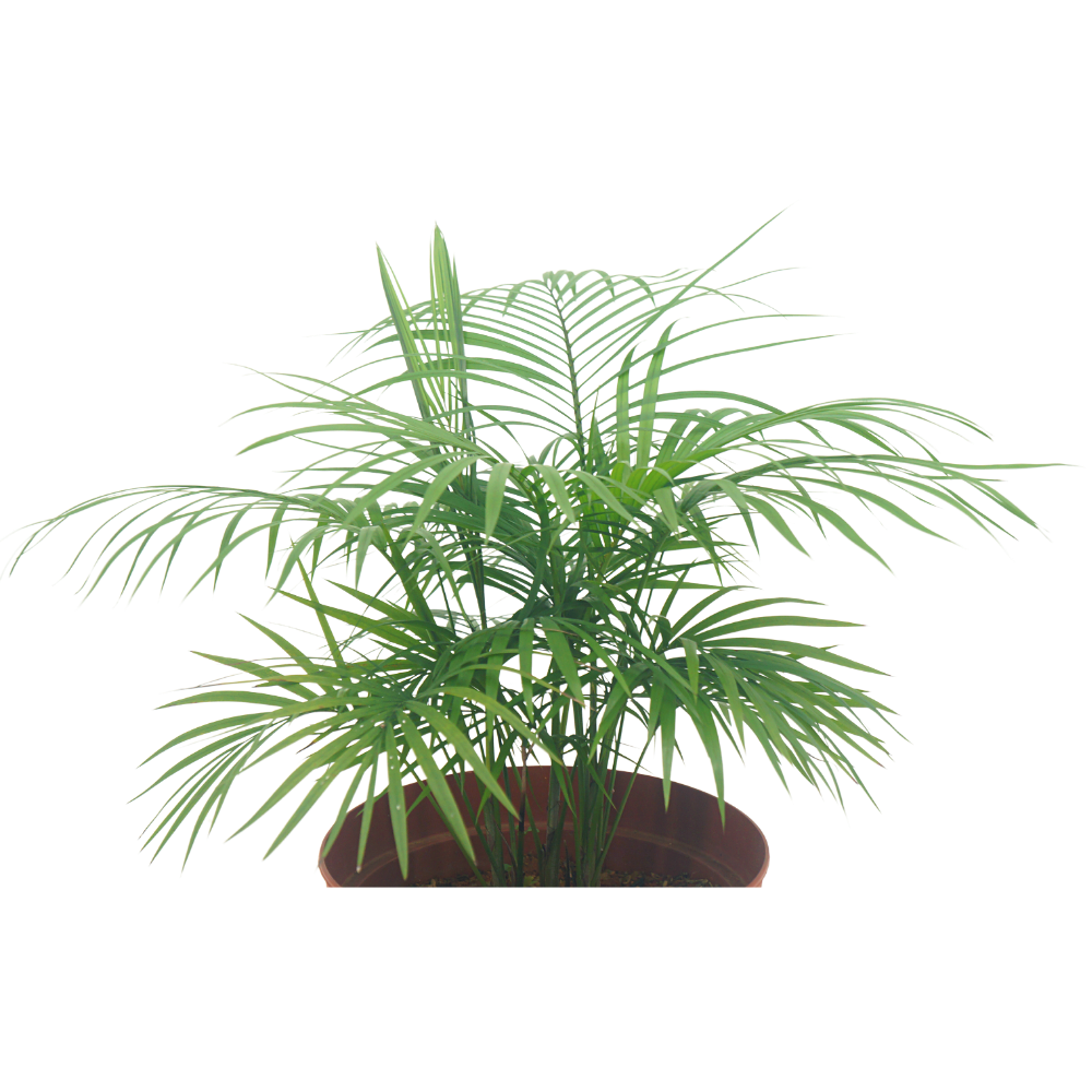 Names Of Palm Plants 10 Trendy Indoor Palm Plants That'll Make Your