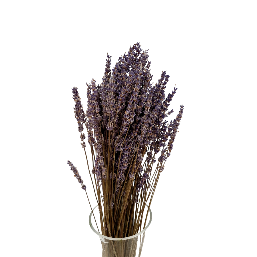Lavender (Holland)